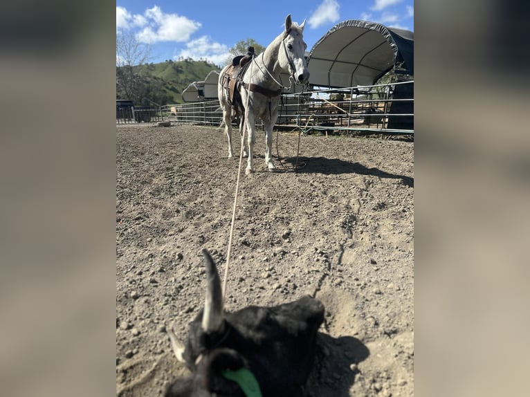 American Quarter Horse Castrone 13 Anni 150 cm Grigio in Bitterwater CA