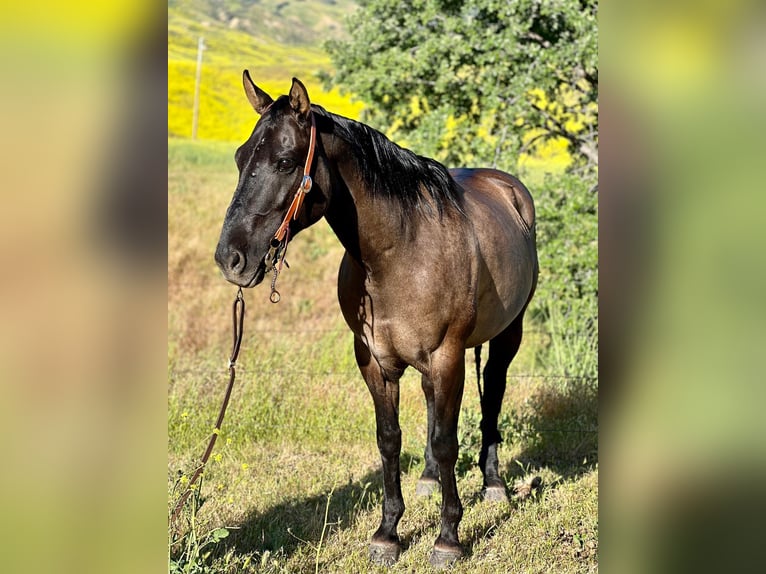 American Quarter Horse Castrone 13 Anni 150 cm Grullo in Paicines CA