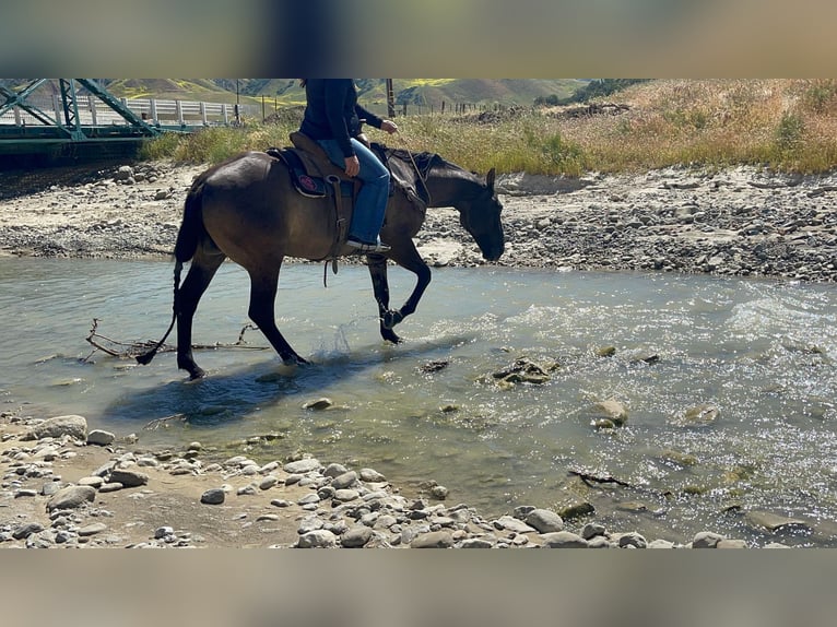 American Quarter Horse Castrone 13 Anni 150 cm Grullo in Paicines CA