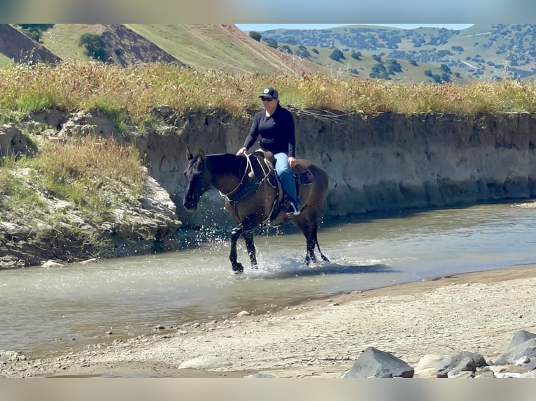 American Quarter Horse Castrone 13 Anni 150 cm Grullo in Paicines CA