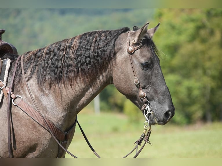 American Quarter Horse Castrone 13 Anni 150 cm Grullo in Needmore, PA
