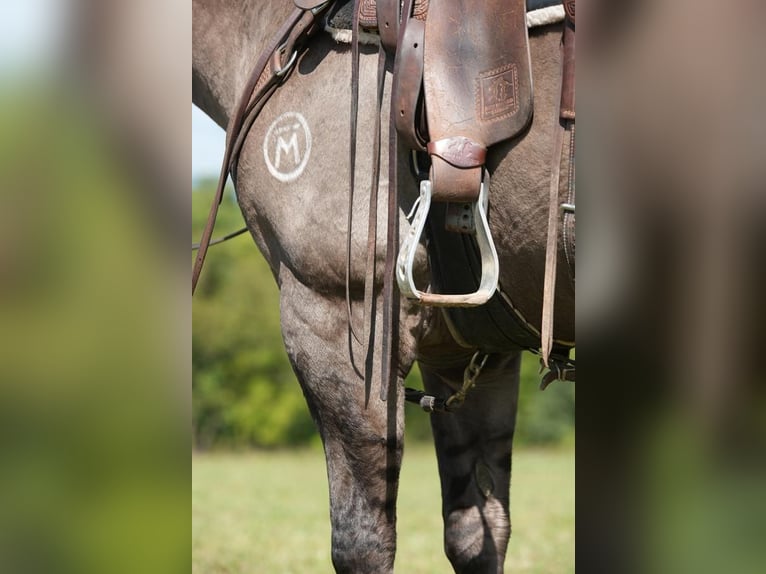 American Quarter Horse Castrone 13 Anni 150 cm Grullo in Needmore, PA