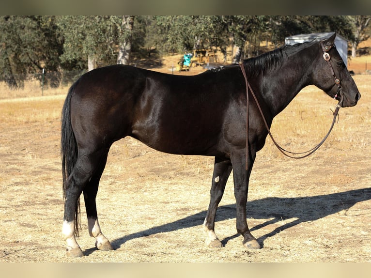 American Quarter Horse Castrone 13 Anni 150 cm Morello in Valley Springs  CA