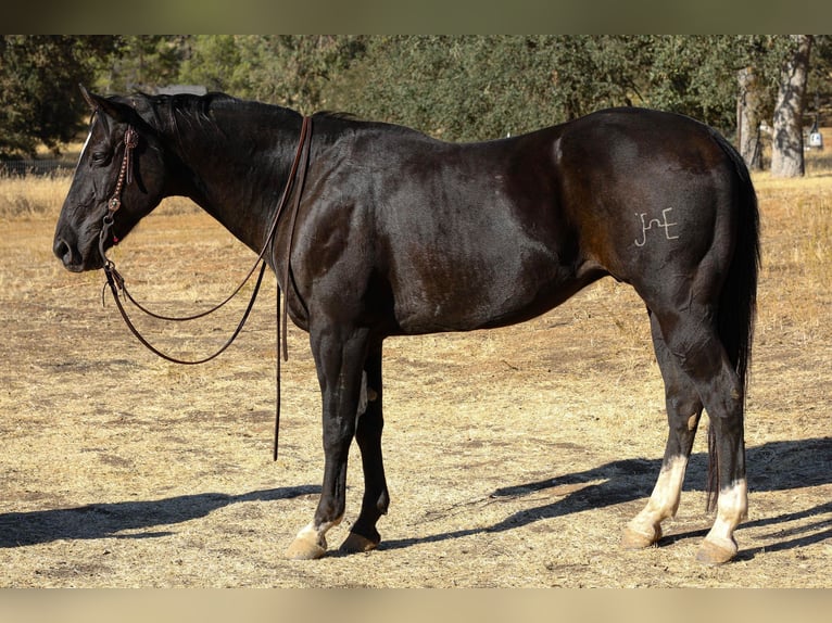 American Quarter Horse Castrone 13 Anni 150 cm Morello in Valley Springs  CA