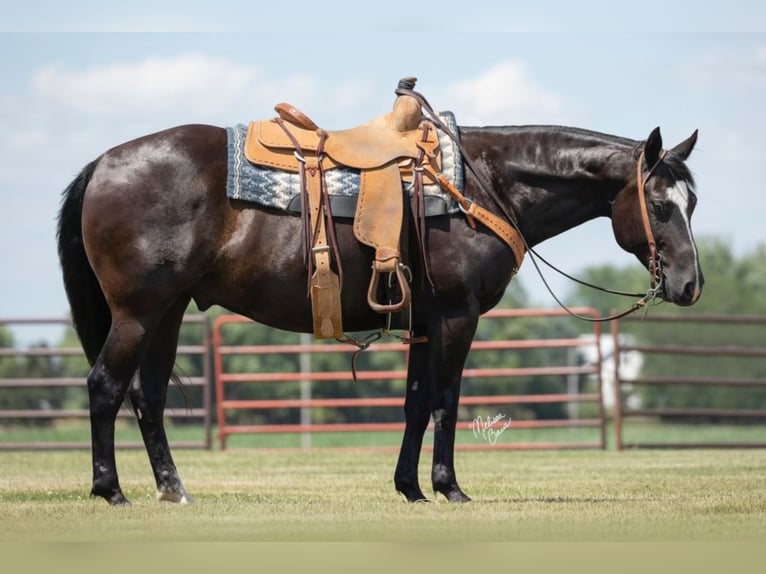 American Quarter Horse Castrone 13 Anni 150 cm Morello in River Falls Wi