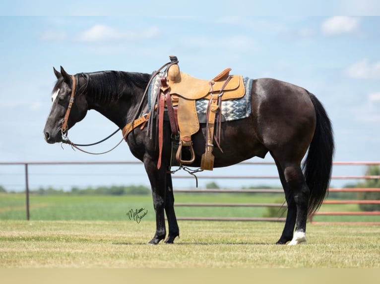 American Quarter Horse Castrone 13 Anni 150 cm Morello in River Falls Wi