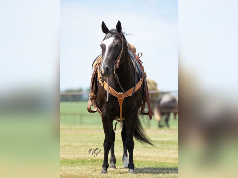 American Quarter Horse Castrone 13 Anni 150 cm Morello in River Falls Wi