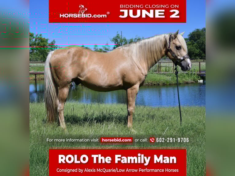 American Quarter Horse Castrone 13 Anni 150 cm Palomino in Stephenville, TX