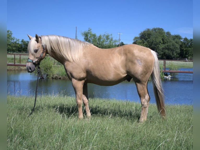 American Quarter Horse Castrone 13 Anni 150 cm Palomino in Stephenville, TX