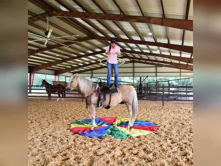 American Quarter Horse Castrone 13 Anni 150 cm Palomino in Stephenville, TX