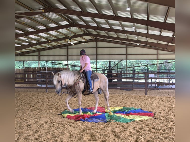 American Quarter Horse Castrone 13 Anni 150 cm Palomino in Stephenville, TX