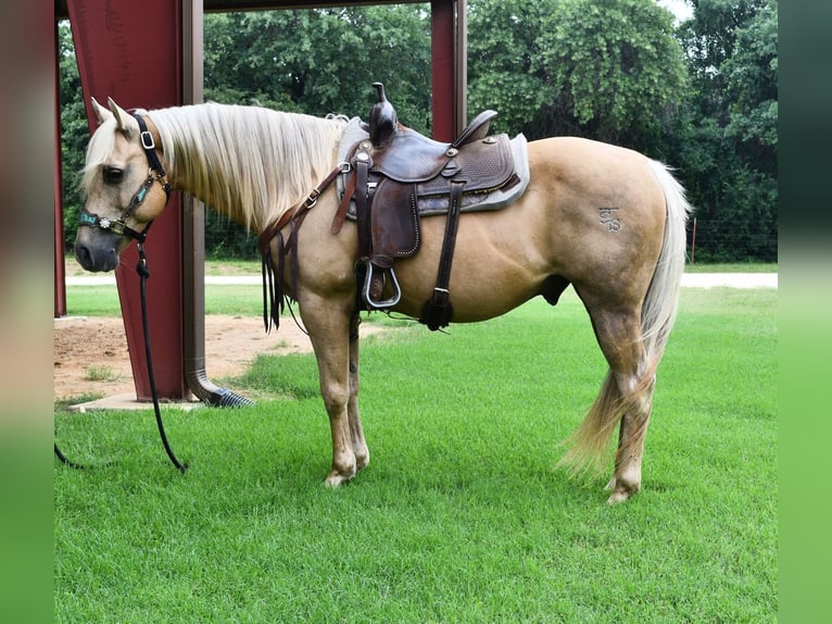 American Quarter Horse Castrone 13 Anni 150 cm Palomino in Stephenville, TX