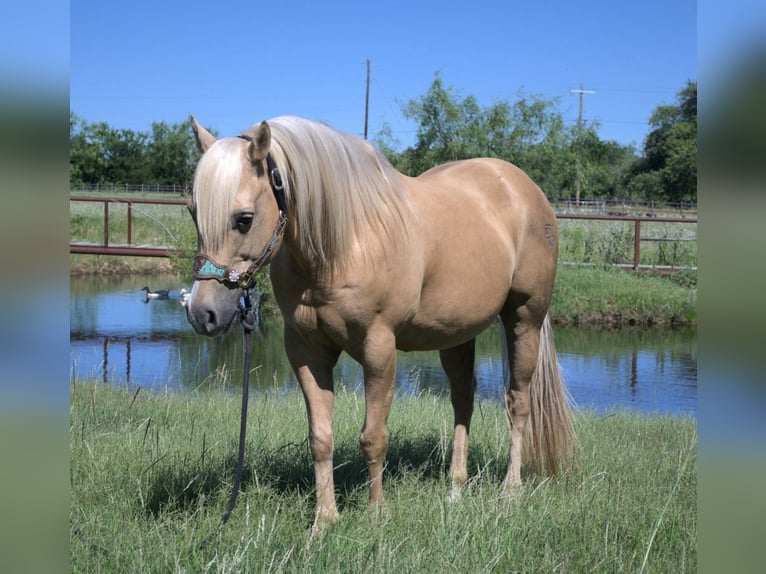 American Quarter Horse Castrone 13 Anni 150 cm Palomino in Stephenville, TX
