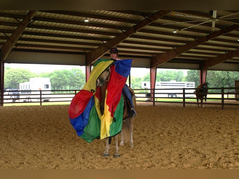 American Quarter Horse Castrone 13 Anni 150 cm Palomino in Stephenville, TX