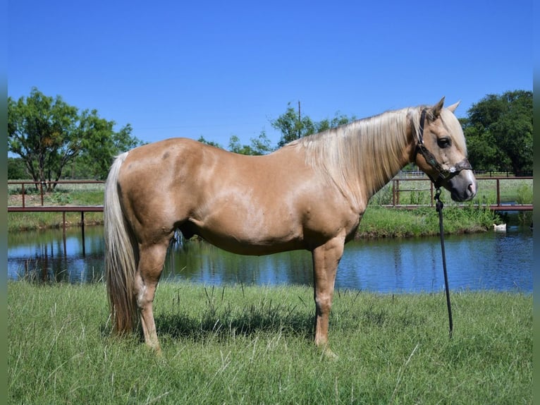 American Quarter Horse Castrone 13 Anni 150 cm Palomino in Stephenville, TX