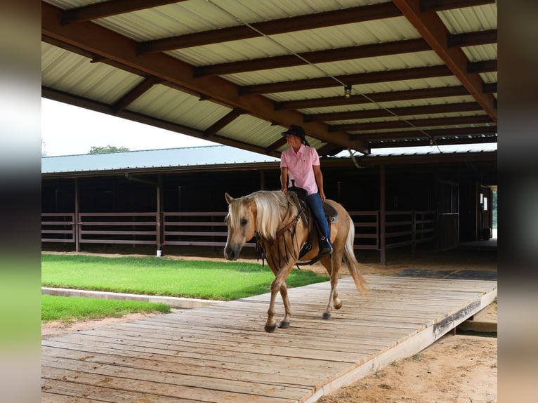 American Quarter Horse Castrone 13 Anni 150 cm Palomino in Stephenville, TX