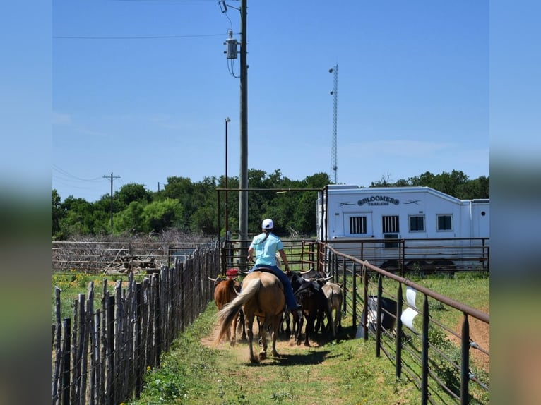 American Quarter Horse Castrone 13 Anni 150 cm Palomino in Stephenville, TX