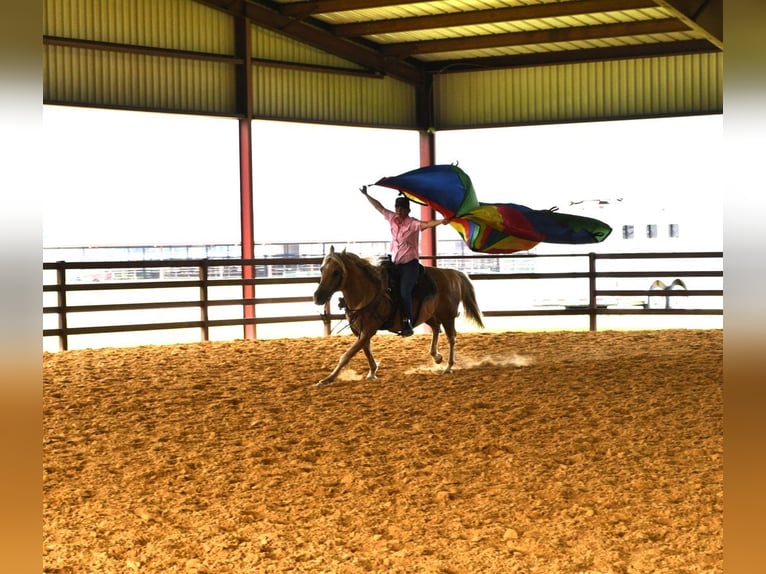American Quarter Horse Castrone 13 Anni 150 cm Palomino in Stephenville, TX