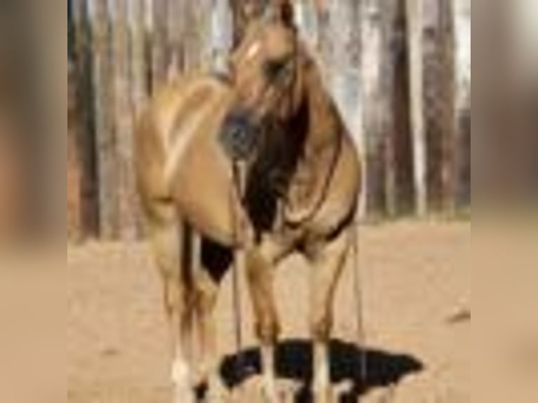 American Quarter Horse Castrone 13 Anni 150 cm Palomino in MOrgan MIll TX