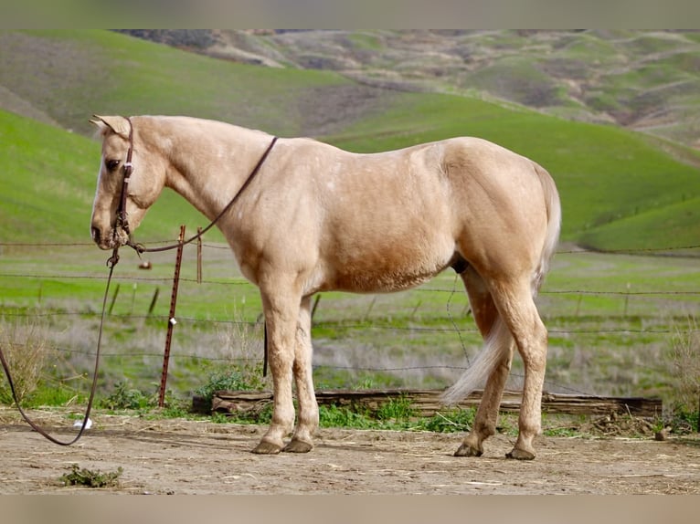 American Quarter Horse Castrone 13 Anni 150 cm Palomino in Paicines CA