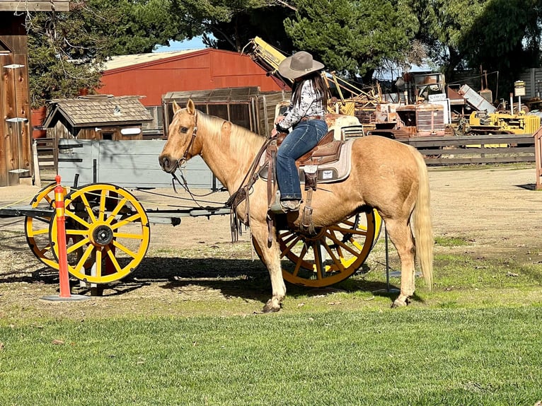 American Quarter Horse Castrone 13 Anni 150 cm Palomino in Paicines CA