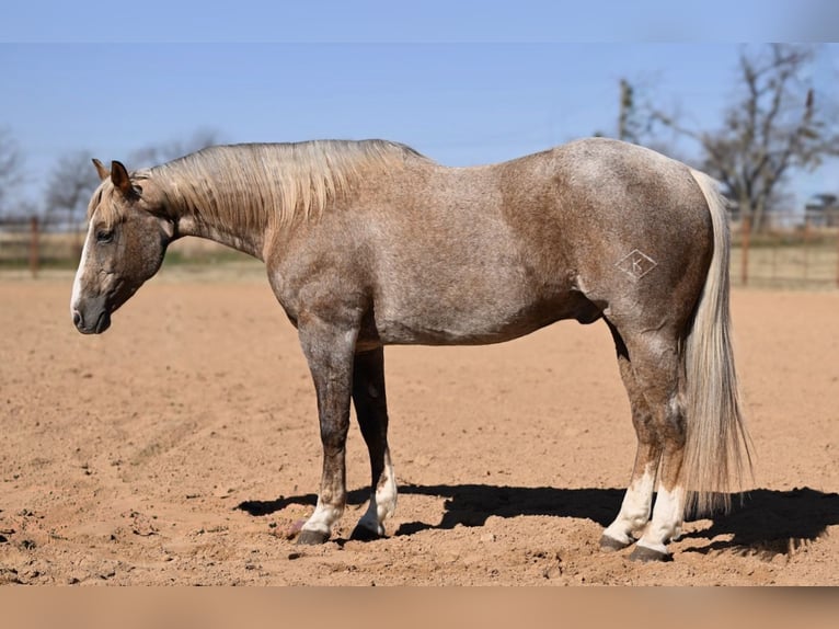 American Quarter Horse Castrone 13 Anni 150 cm Palomino in Weatherford