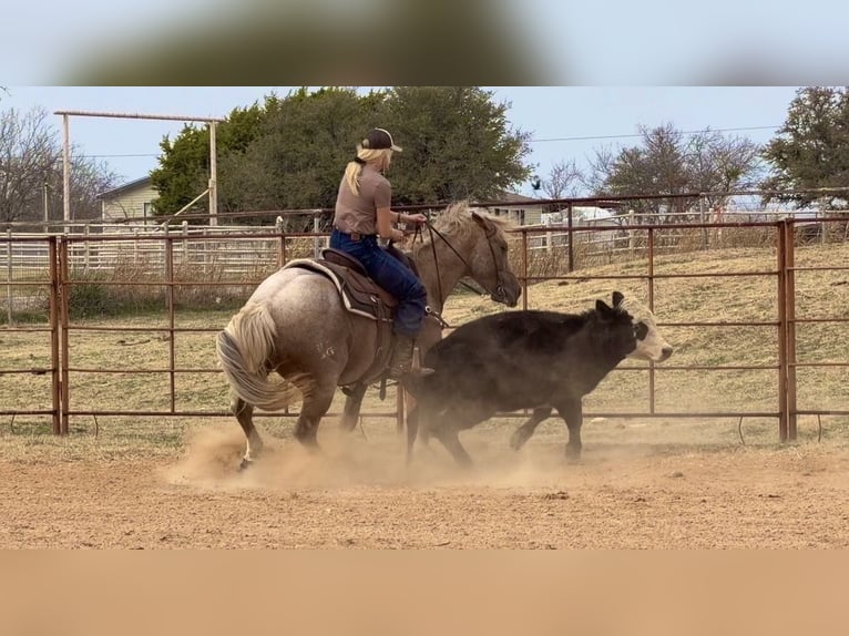 American Quarter Horse Castrone 13 Anni 150 cm Palomino in Weatherford