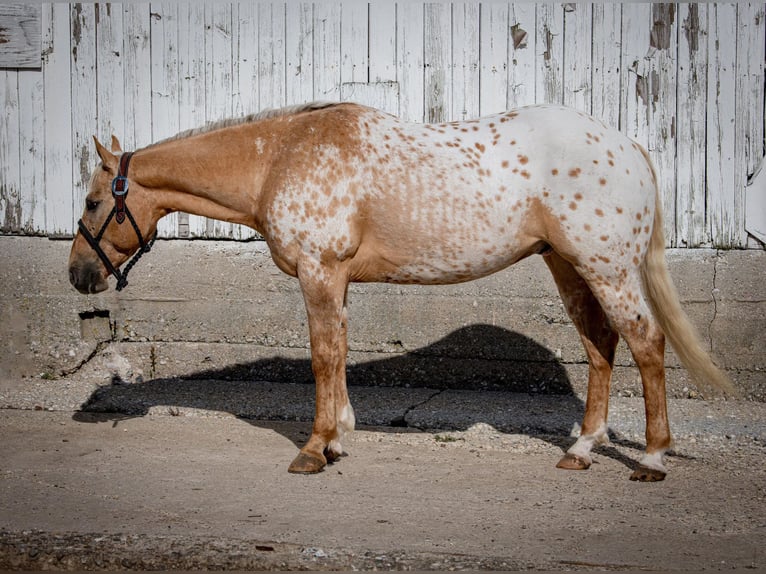 American Quarter Horse Castrone 13 Anni 150 cm Palomino in Woodstock IL