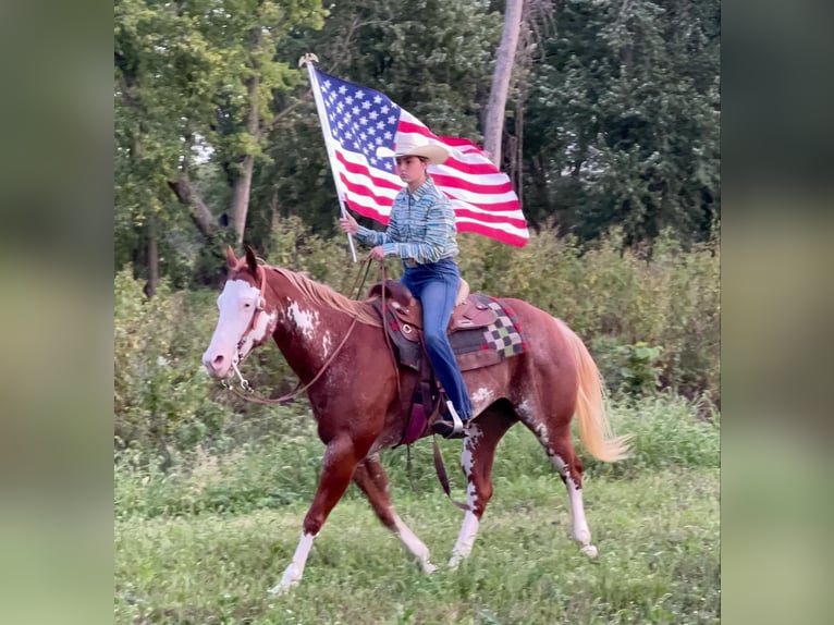 American Quarter Horse Castrone 13 Anni 150 cm in Lisbon IA