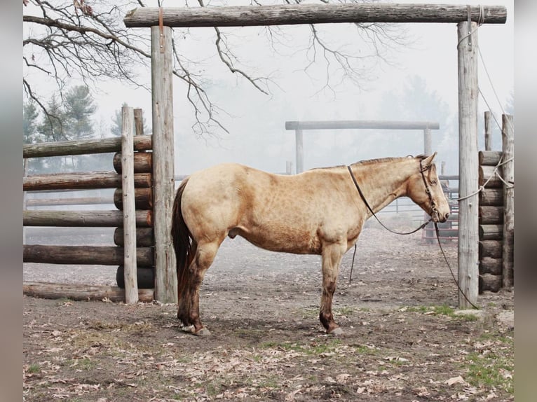 American Quarter Horse Castrone 13 Anni 150 cm Pelle di daino in North Judson IN