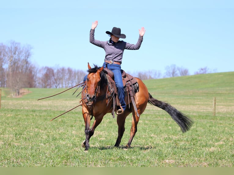 American Quarter Horse Castrone 13 Anni 150 cm Pelle di daino in Clarion