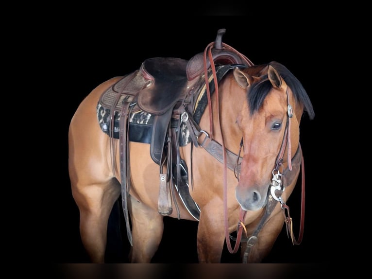 American Quarter Horse Castrone 13 Anni 150 cm Pelle di daino in Clarion