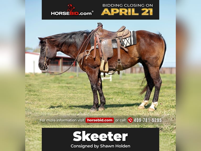 American Quarter Horse Castrone 13 Anni 150 cm in Lufkin, TX
