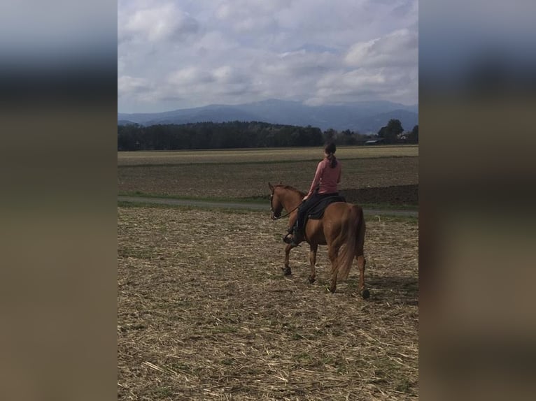 American Quarter Horse Castrone 13 Anni 150 cm Red dun in Oberhaag