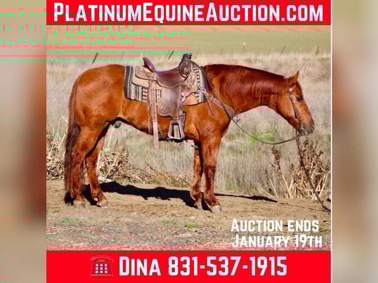 American Quarter Horse Castrone 13 Anni 150 cm Red dun in Paicines CA