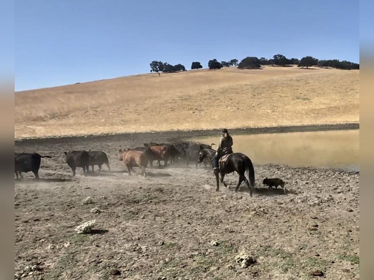 American Quarter Horse Castrone 13 Anni 150 cm Roano blu in Bitterwater CA