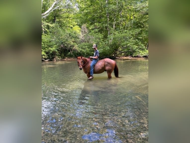 American Quarter Horse Castrone 13 Anni 150 cm Roano rosso in Everett