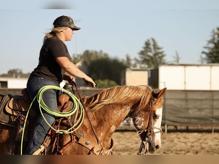 American Quarter Horse Castrone 13 Anni 150 cm Roano rosso in Victoria, TX