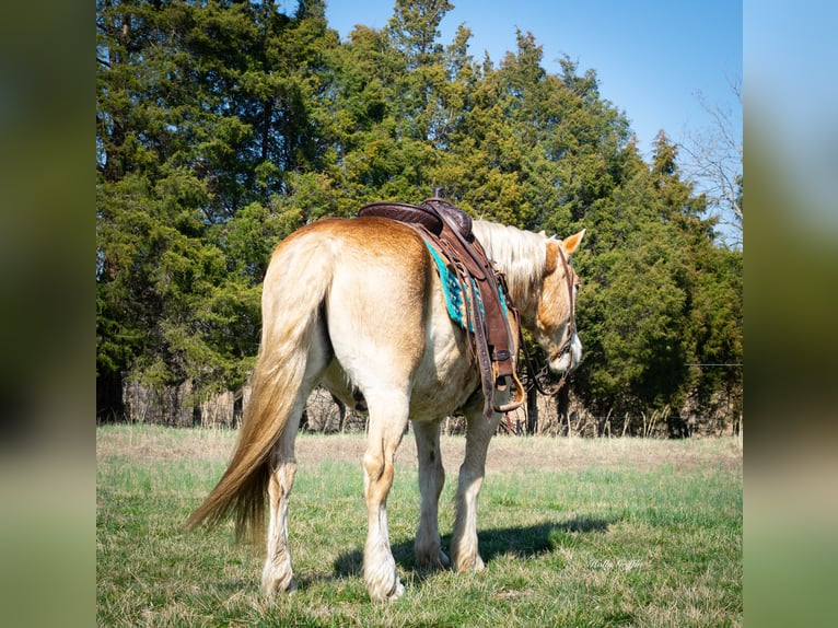 American Quarter Horse Castrone 13 Anni 150 cm Sauro ciliegia in Greenville KY