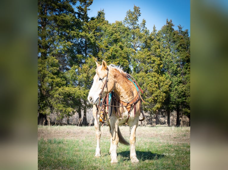 American Quarter Horse Castrone 13 Anni 150 cm Sauro ciliegia in Greenville KY