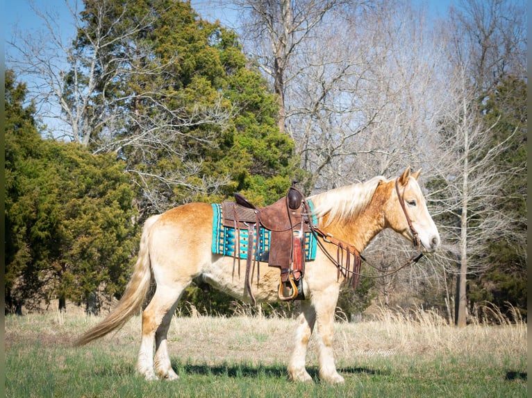 American Quarter Horse Castrone 13 Anni 150 cm Sauro ciliegia in Greenville KY