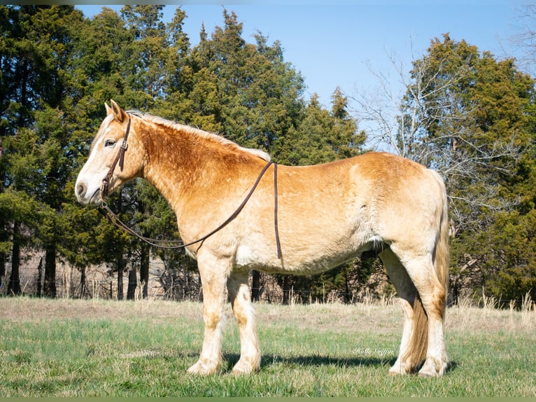 American Quarter Horse Castrone 13 Anni 150 cm Sauro ciliegia in Greenville KY