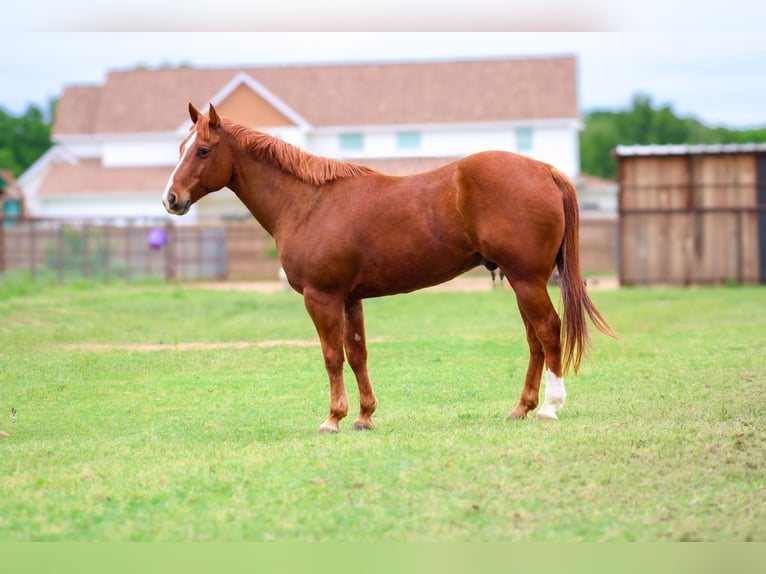 American Quarter Horse Castrone 13 Anni 150 cm Sauro ciliegia in Stephenville TX