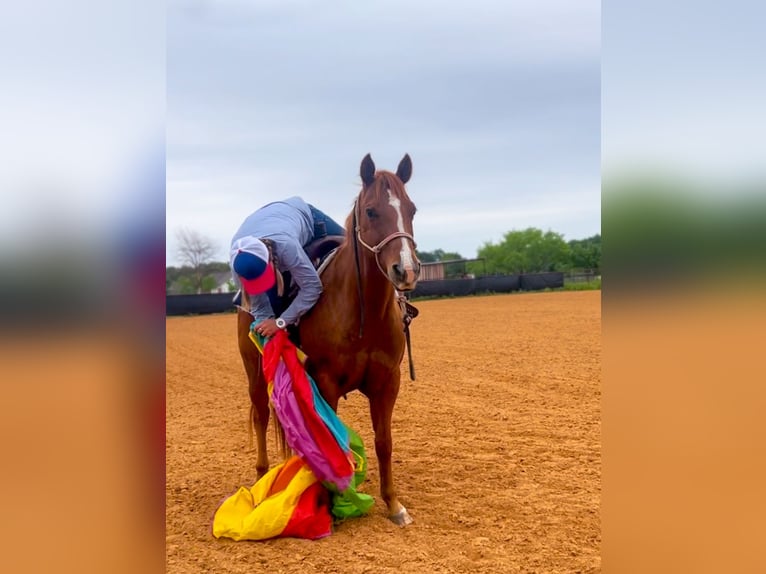 American Quarter Horse Castrone 13 Anni 150 cm Sauro ciliegia in Stephenville TX