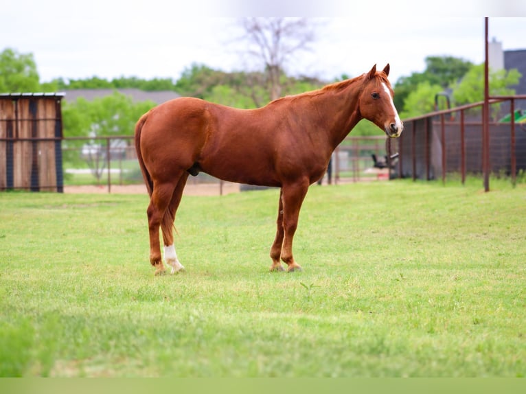 American Quarter Horse Castrone 13 Anni 150 cm Sauro ciliegia in Stephenville TX