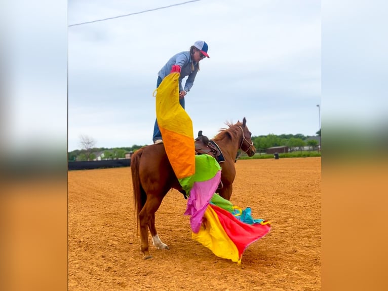 American Quarter Horse Castrone 13 Anni 150 cm Sauro ciliegia in Stephenville TX