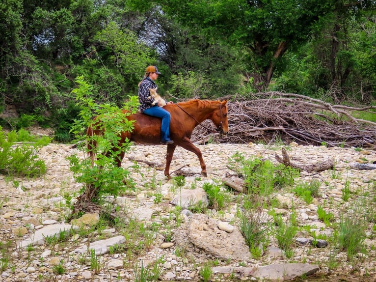 American Quarter Horse Castrone 13 Anni 150 cm Sauro ciliegia in Stephenville TX