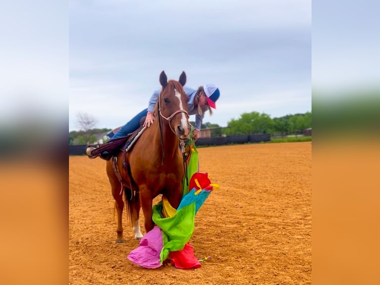 American Quarter Horse Castrone 13 Anni 150 cm Sauro ciliegia in Stephenville TX