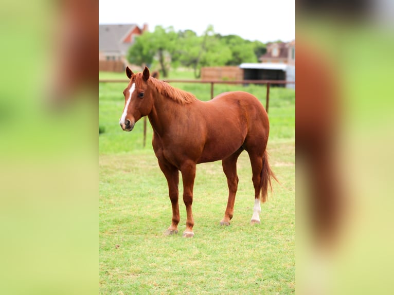 American Quarter Horse Castrone 13 Anni 150 cm Sauro ciliegia in Stephenville TX