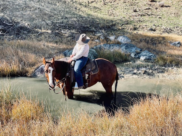 American Quarter Horse Castrone 13 Anni 150 cm Sauro scuro in Bitterwater CA